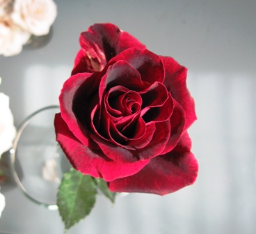 A VeriFlora Certified Black Beauty Rose